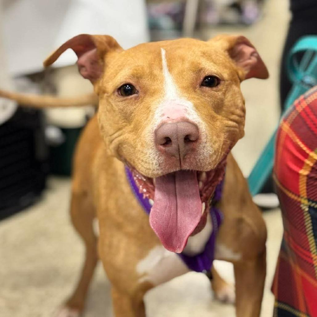 Enlarge Lela, a Adoptable mixed breed in Chillicothe, IL image 2/2
