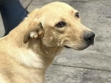 Raisin Bran, Adult Female Mixed Breed