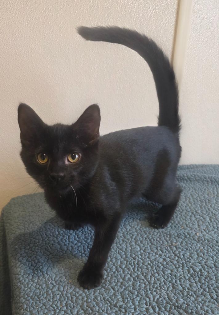 Huey — thumbnail 2