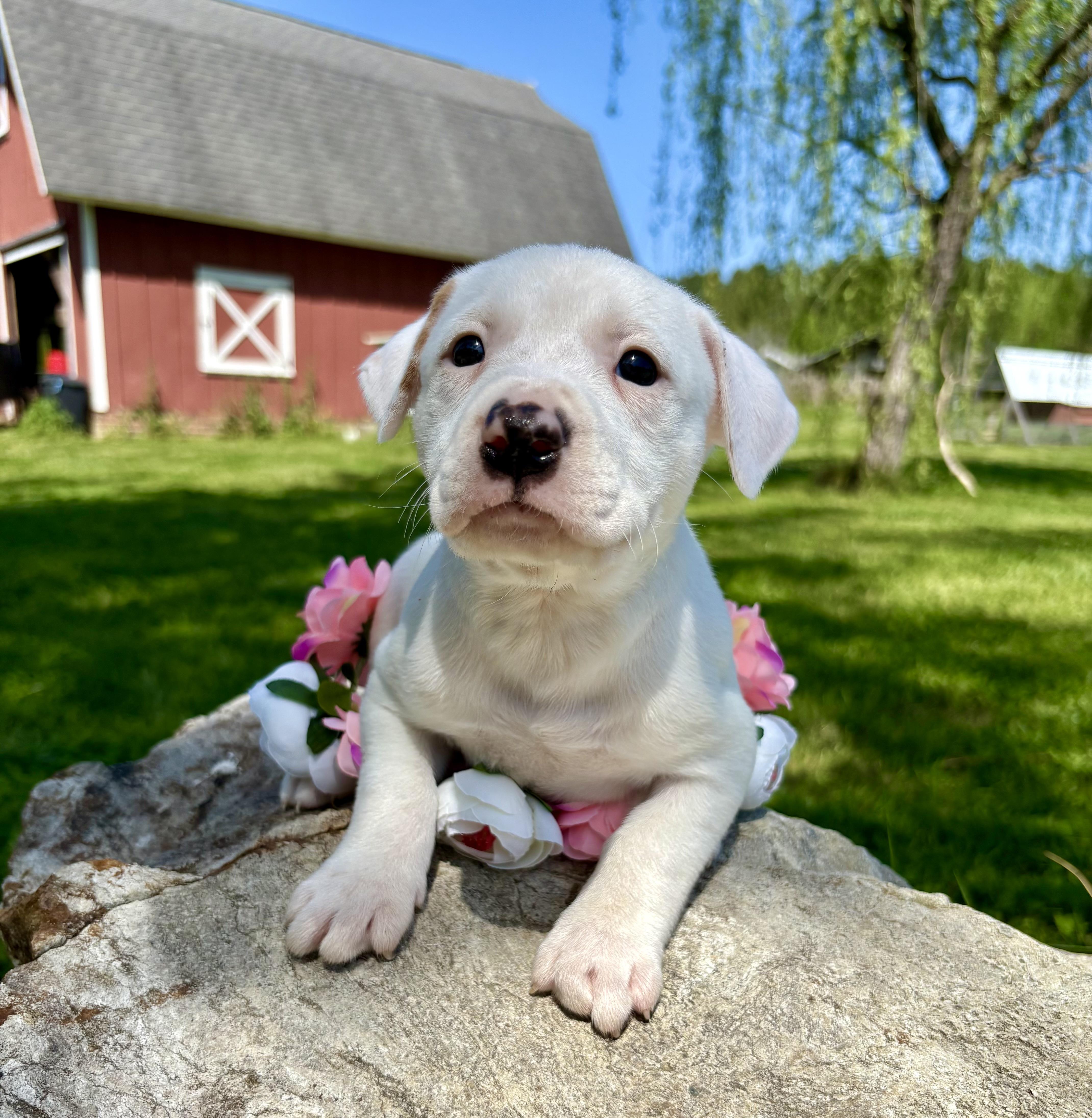 Enlarge Teddy, a Adoptable mixed breed in Pittsboro, NC image 2/5