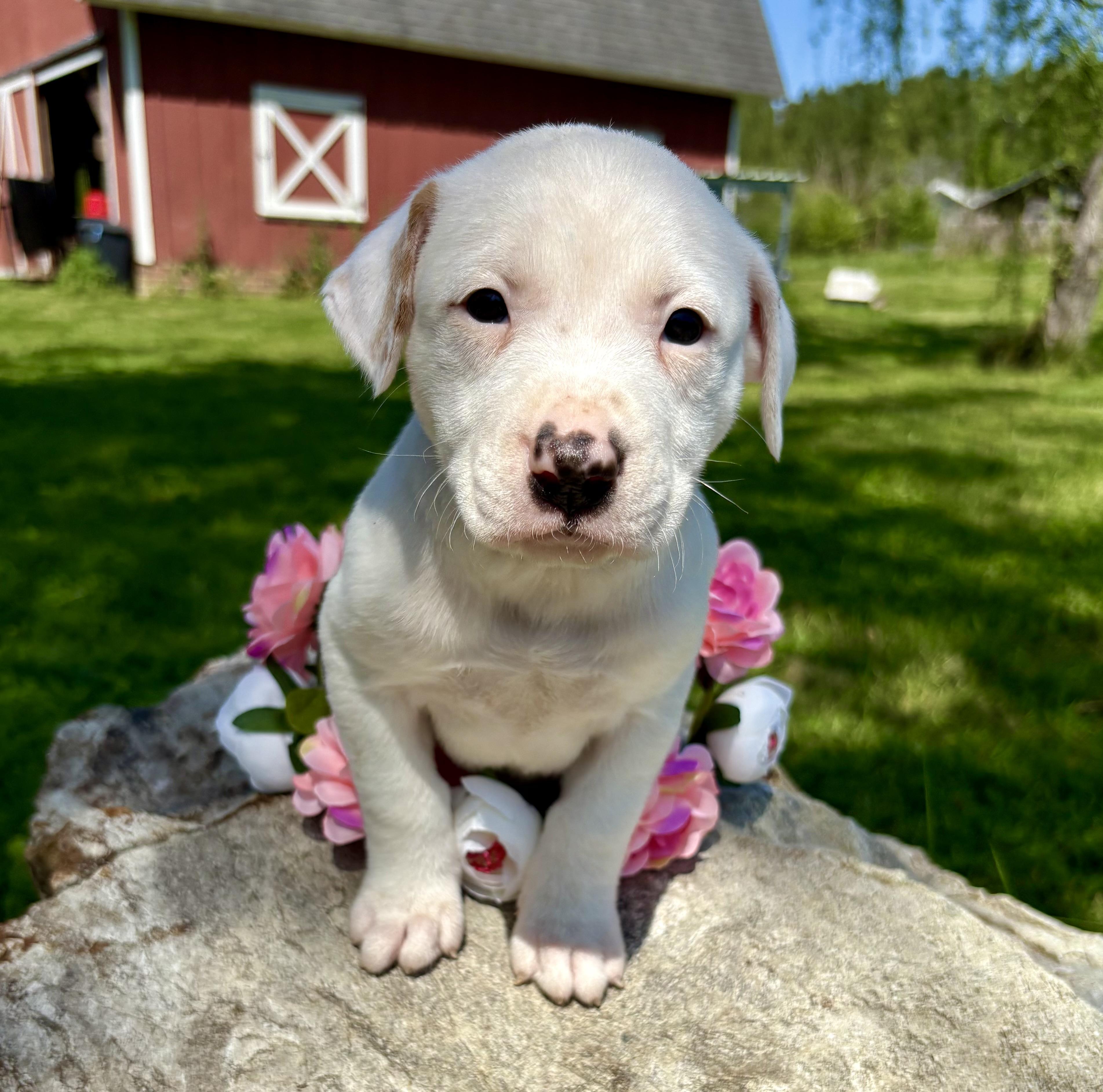 Enlarge Teddy, a Adoptable mixed breed in Pittsboro, NC image 3/5