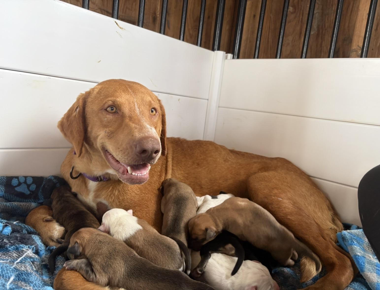 Enlarge Teddy, a Adoptable mixed breed in Pittsboro, NC image 5/5