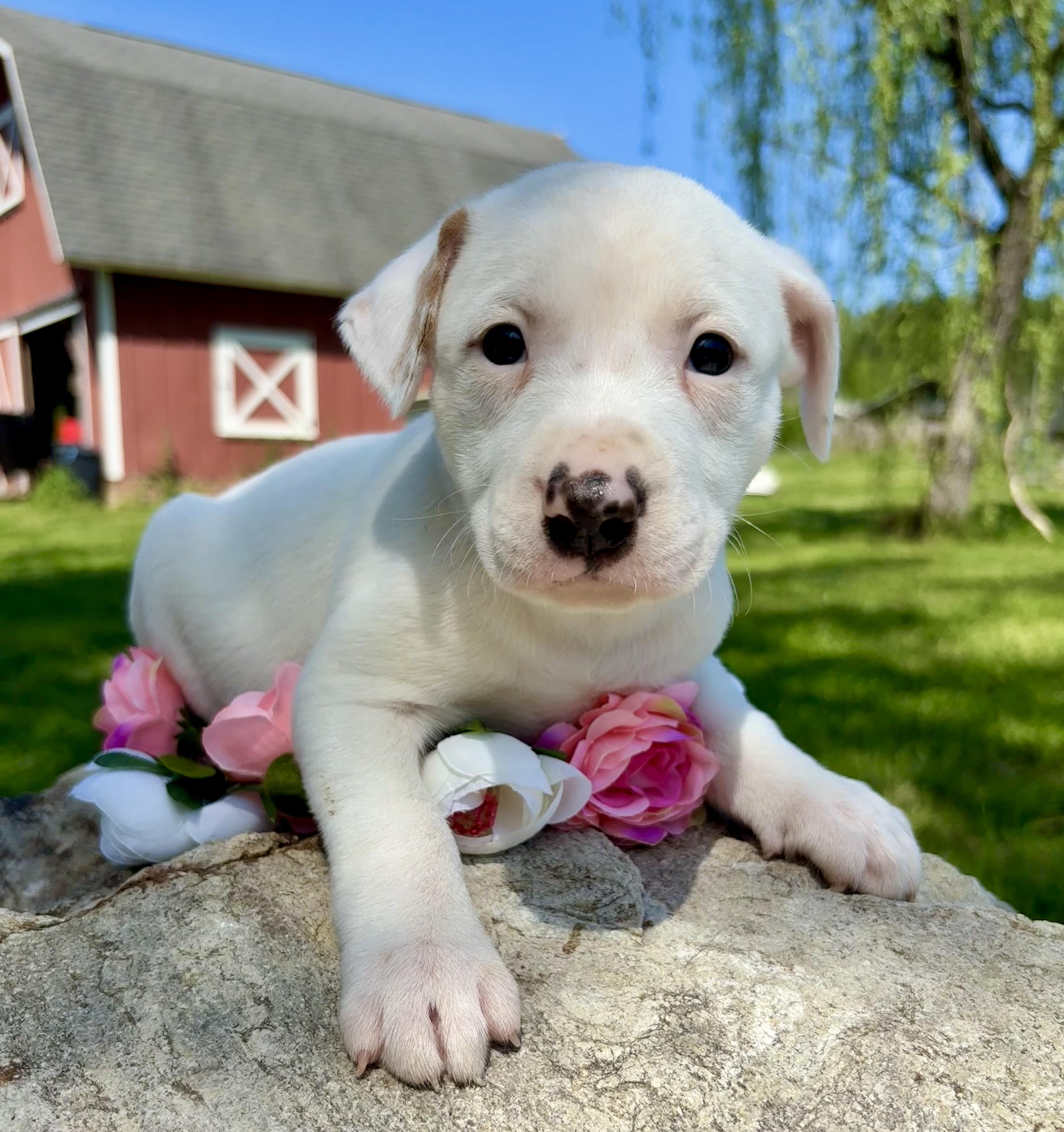 Teddy, Adoptable, Puppy Female Retriever & American Bulldog.