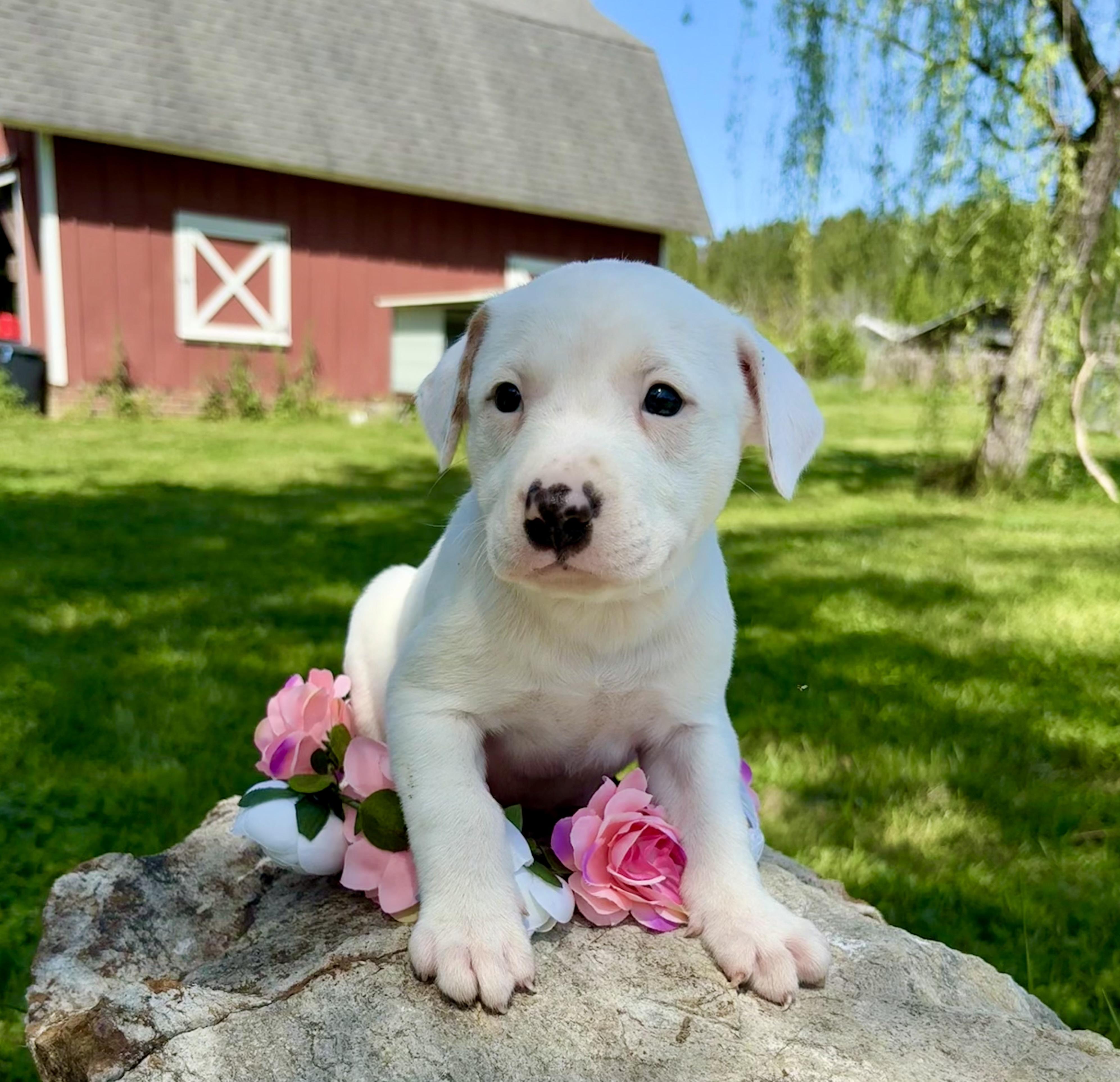 Enlarge Teddy, a Adoptable mixed breed in Pittsboro, NC image 4/5