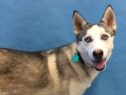 Shea, Adoptable, Adult Female Husky & Mixed Breed.