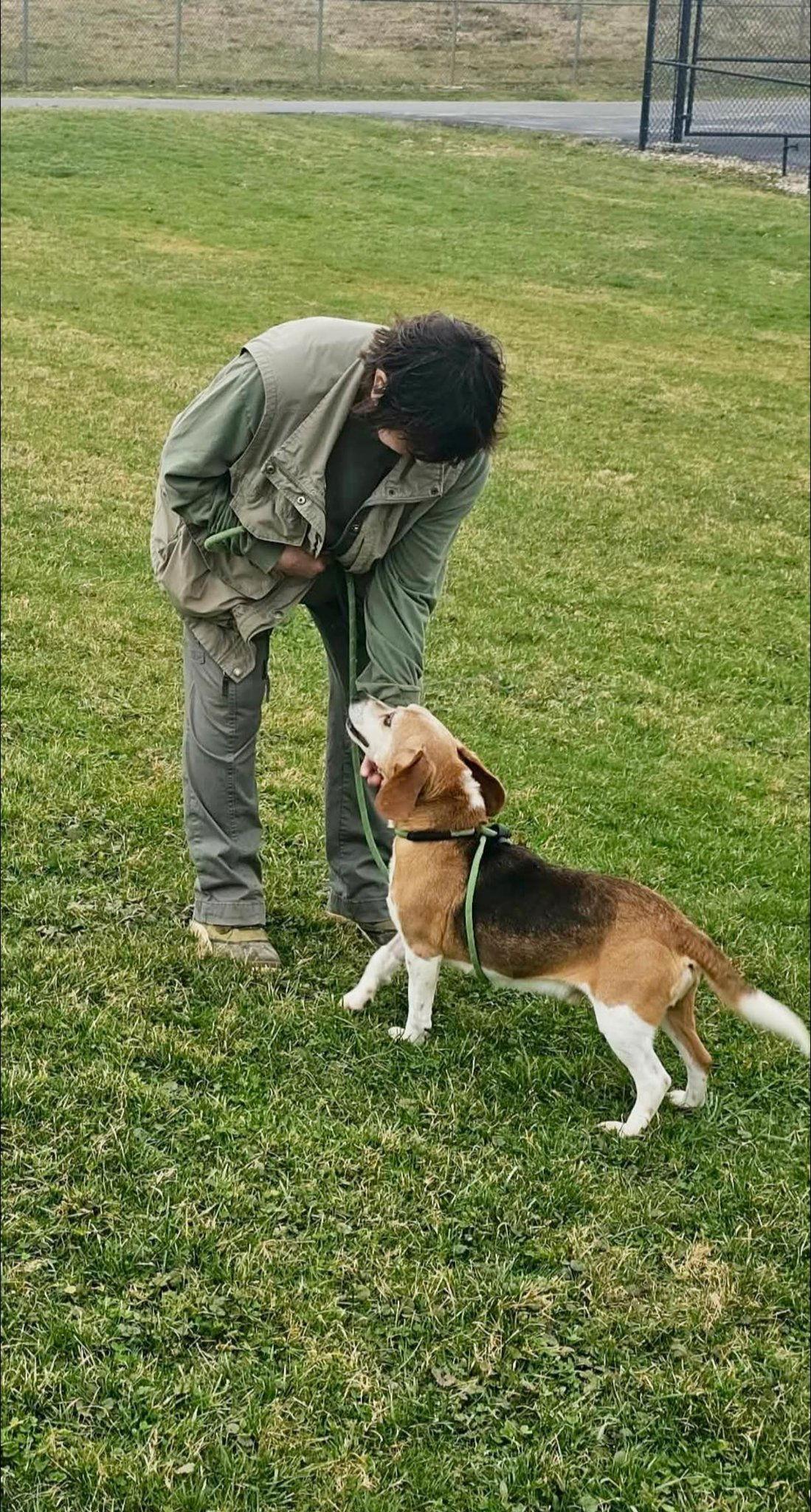 Enlarge Pound Dog-Cooter #189156 Courtesy Listing, a Adopted Beagle in Rootstown, OH image 1/3