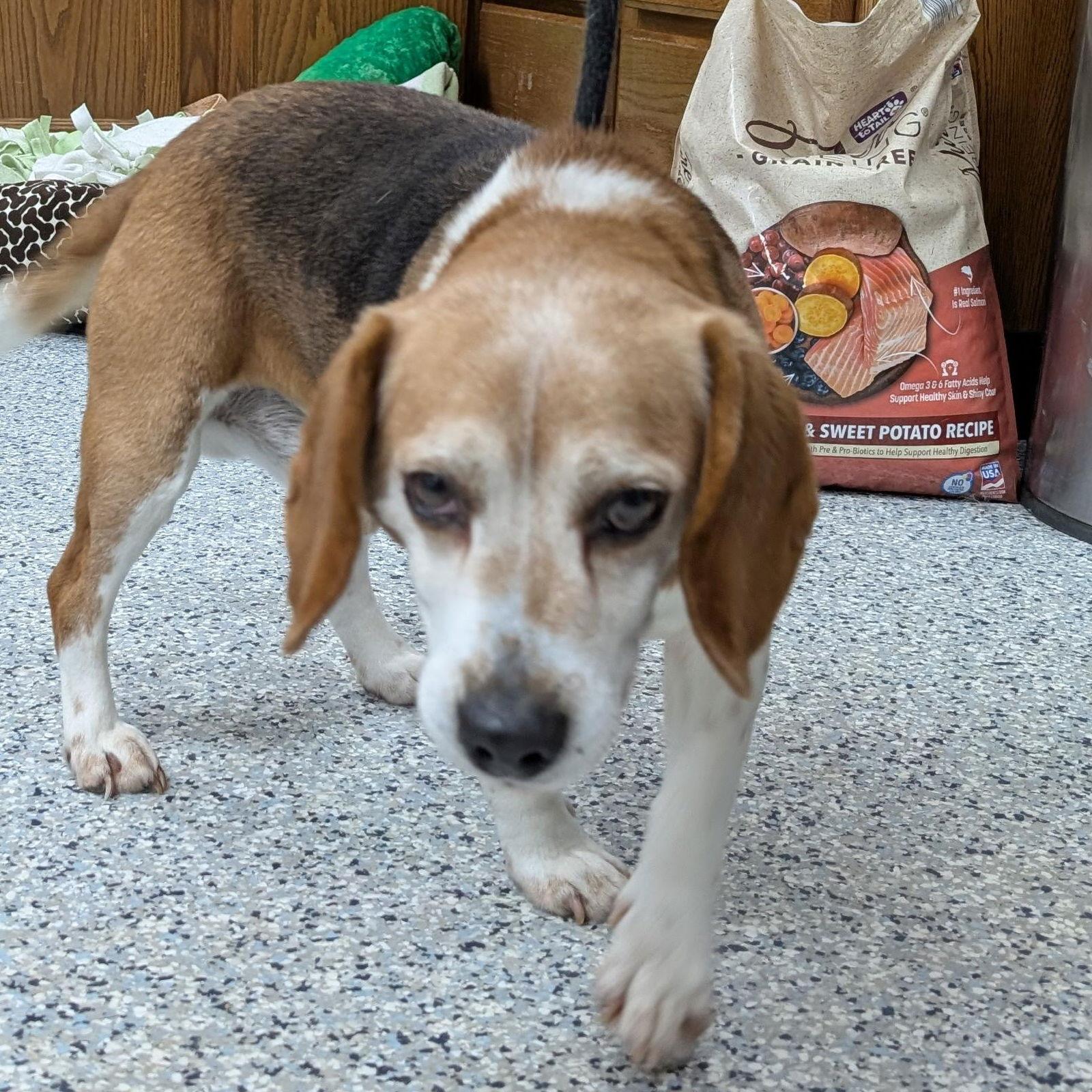 Enlarge Pound Dog-Cooter #189156 Courtesy Listing, a Adopted Beagle in Rootstown, OH image 3/3