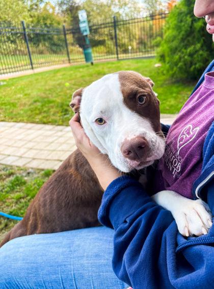 Enlarge Celeste, a Adoptable Mixed Breed in Fallston, MD image 1/2