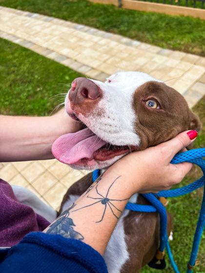 Enlarge Celeste, a Adoptable Mixed Breed in Fallston, MD image 2/2