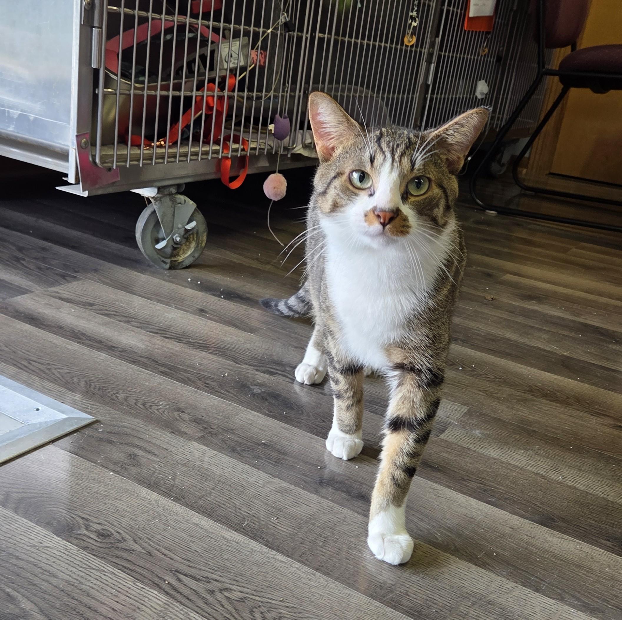 Enlarge Tucker, a Adoptable mixed breed in Lexington, MI image 1/3