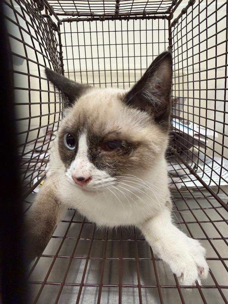 Enlarge 2025-11-063 *Smoky*, a Adopted Siamese in Winder, GA image 1/2