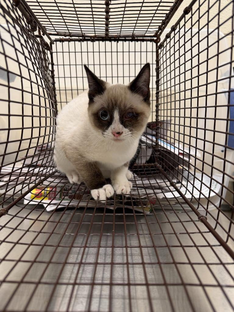 Enlarge 2025-11-063 *Smoky*, a Adopted Siamese in Winder, GA image 2/2