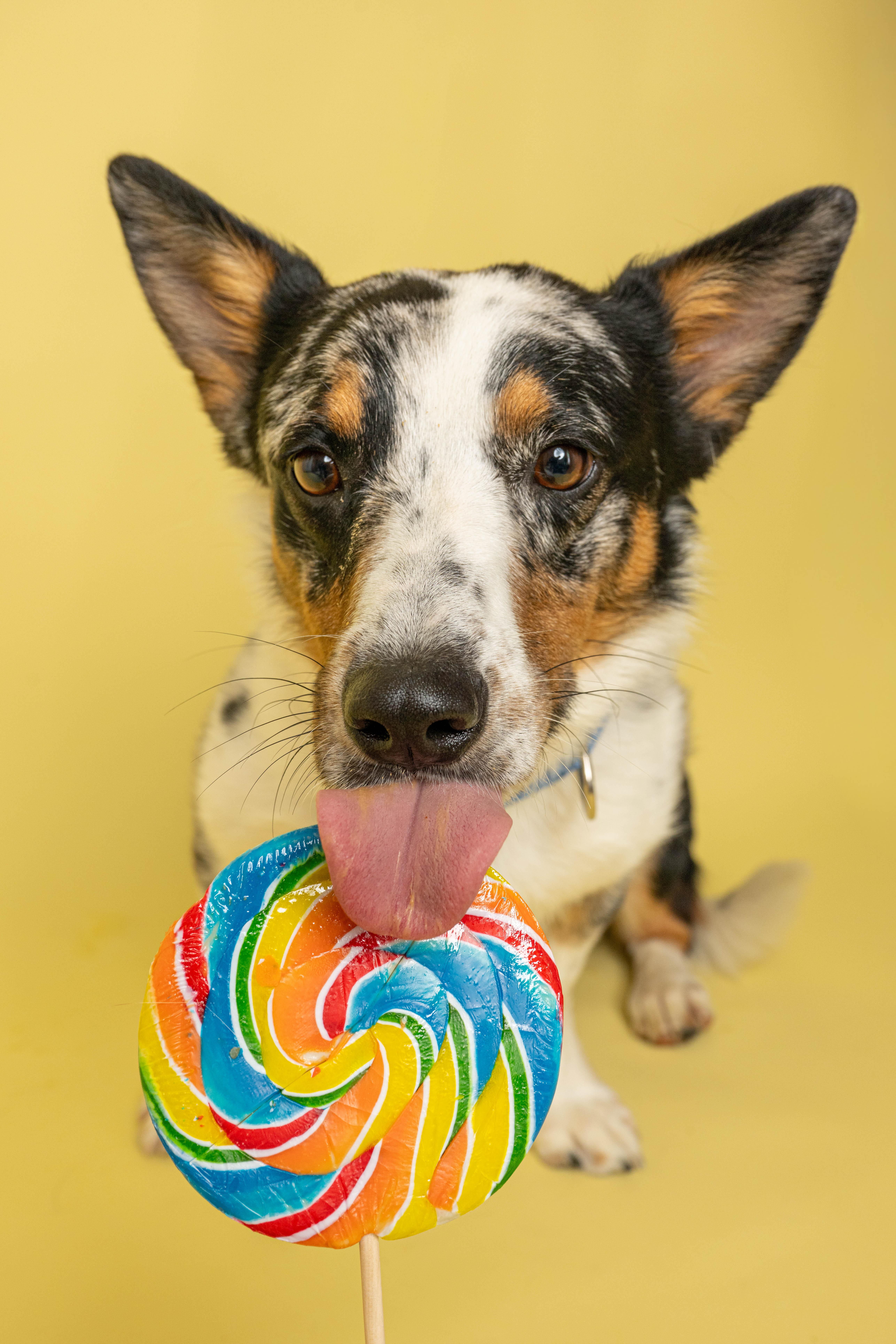 Knox, a ADOPTABLE mixed breed in Rock Springs, WY image 3/4