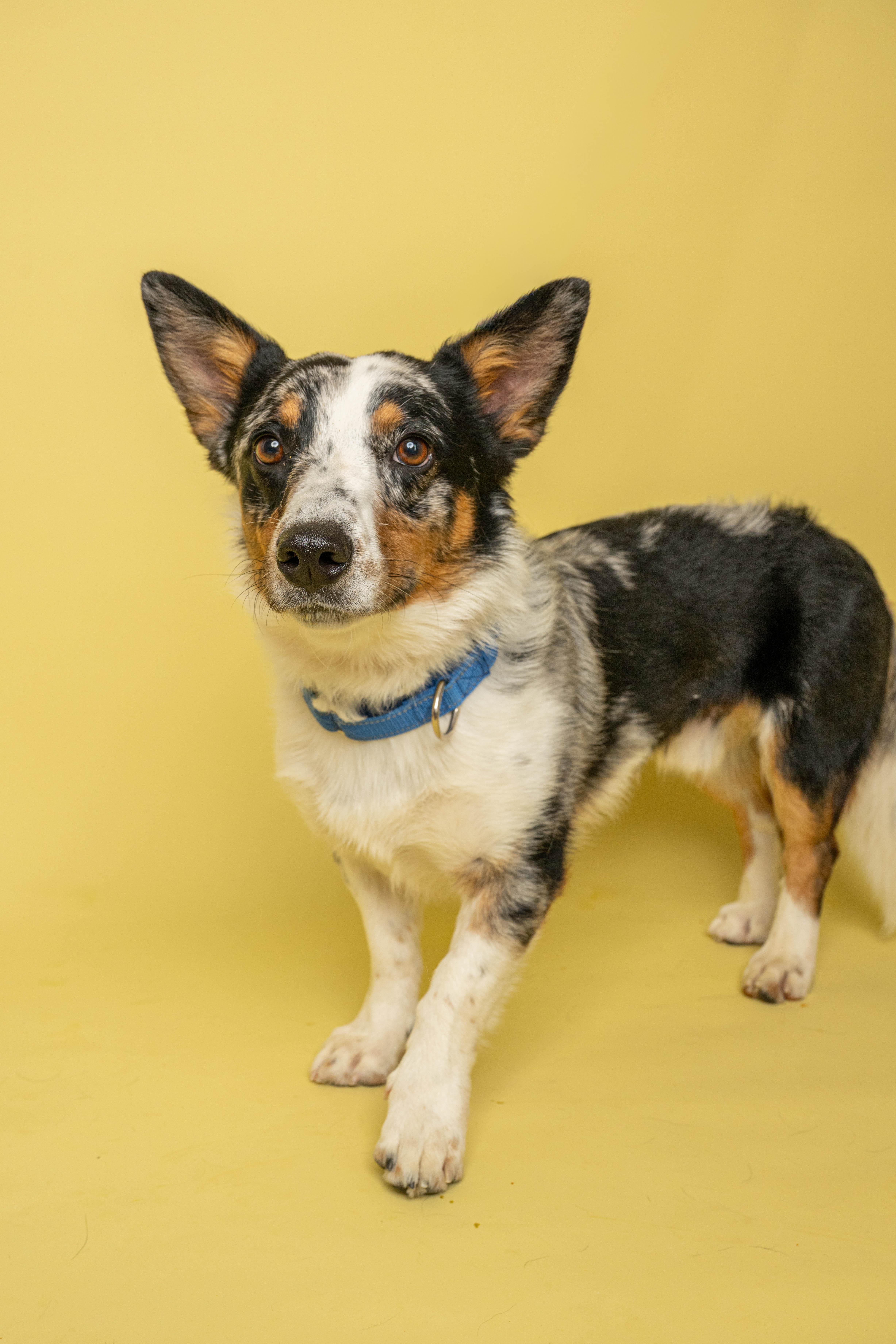 Knox, a ADOPTABLE mixed breed in Rock Springs, WY image 1/4