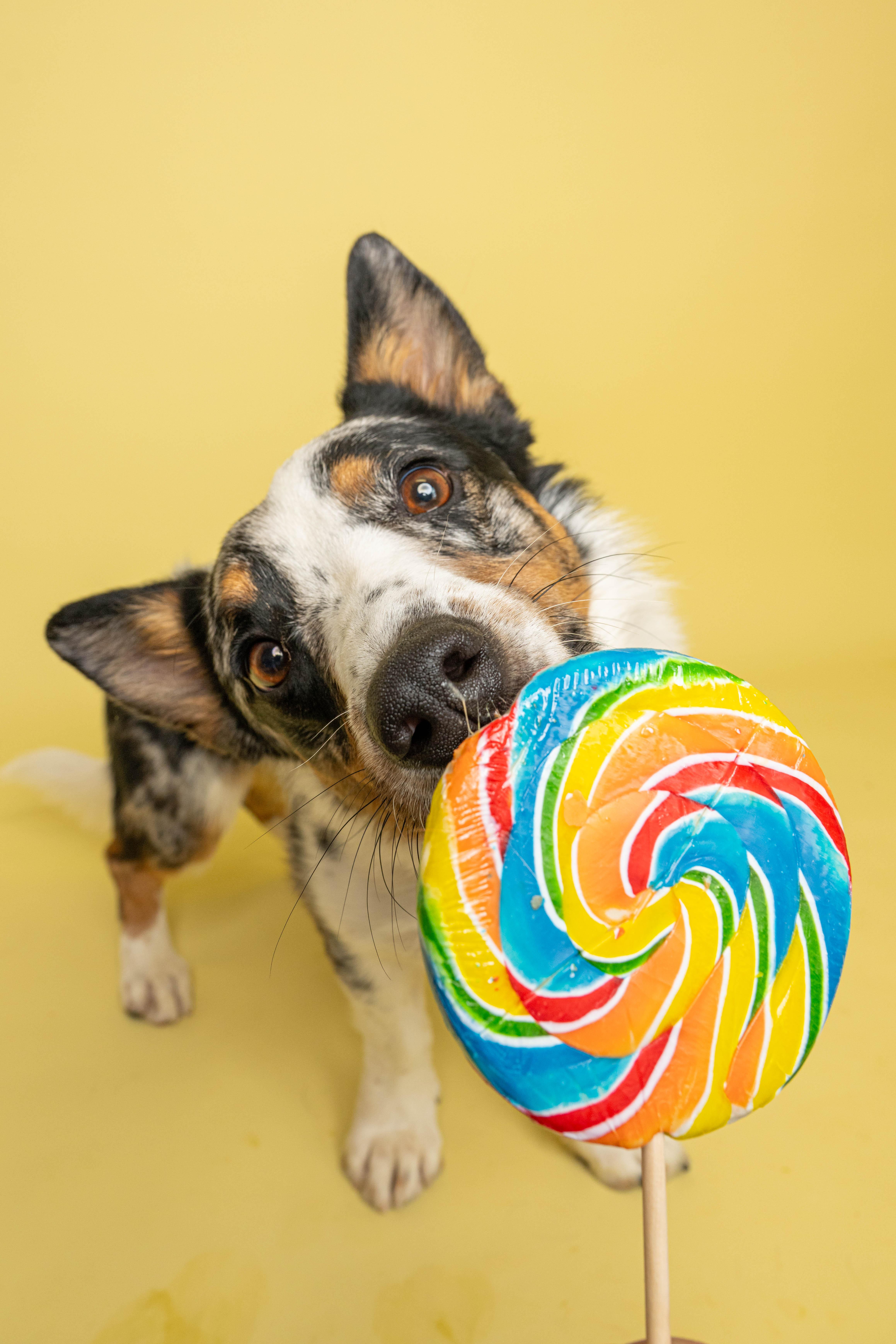 Knox, a ADOPTABLE mixed breed in Rock Springs, WY image 4/4