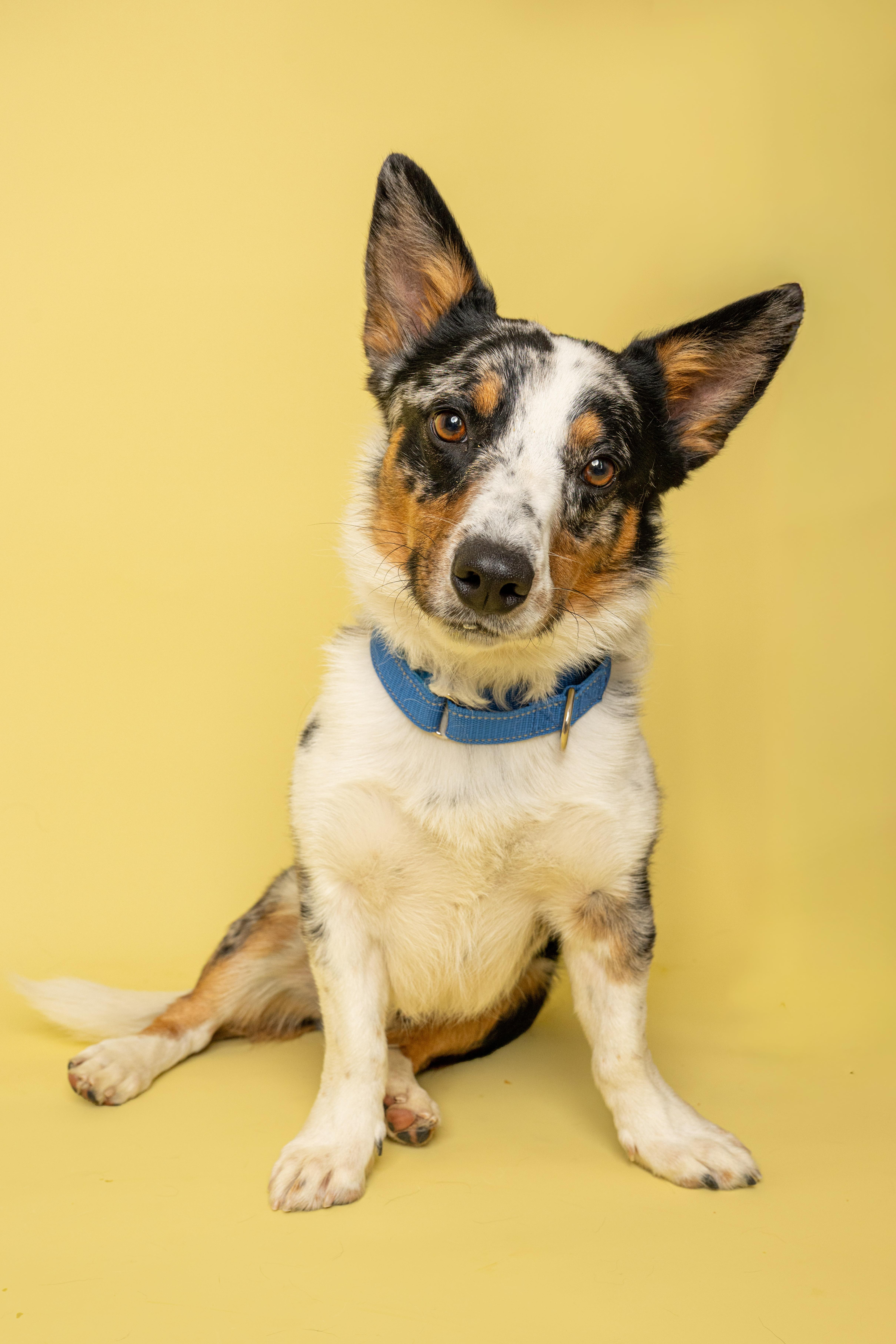Knox, a ADOPTABLE mixed breed in Rock Springs, WY image 2/4