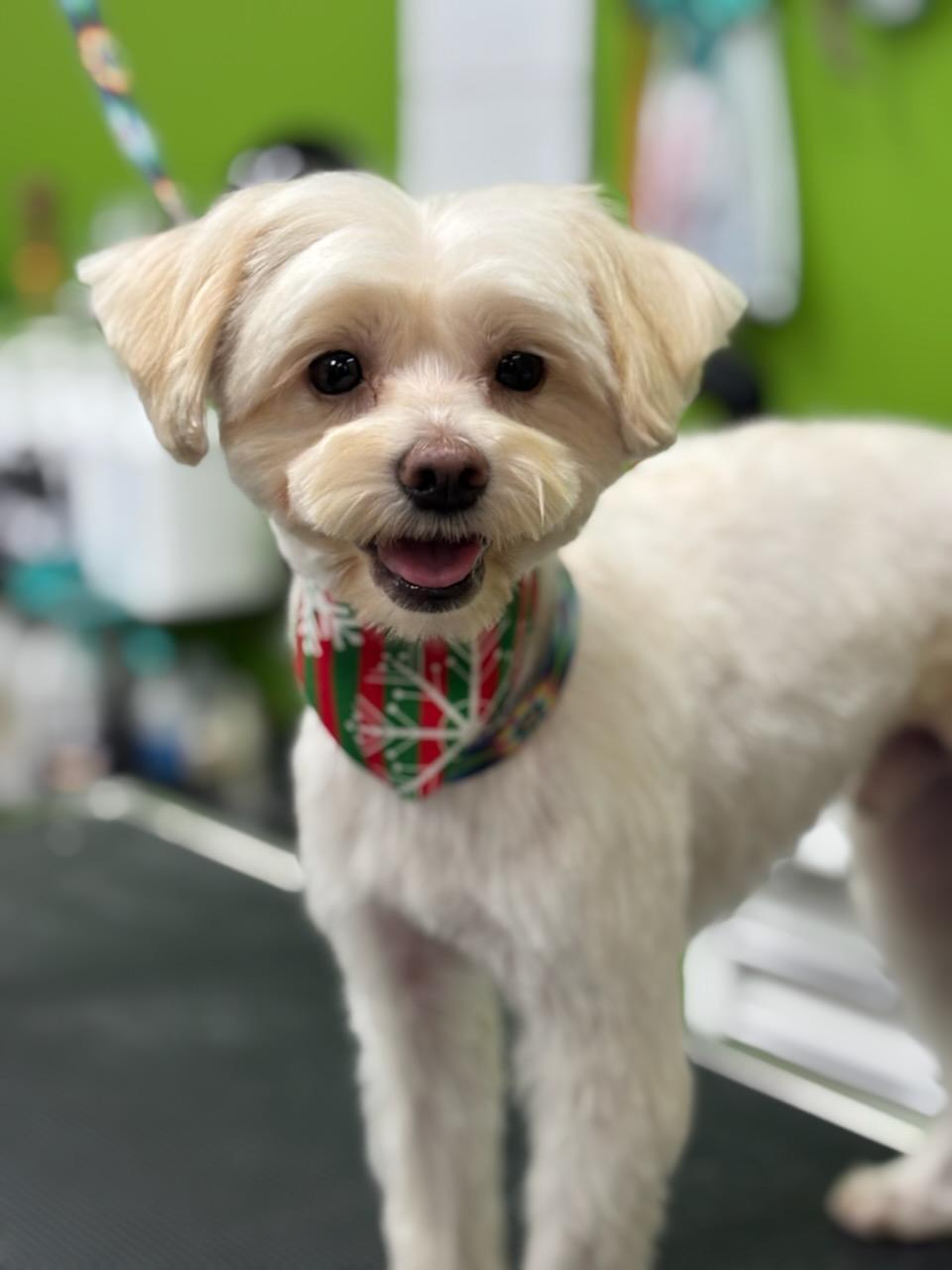 Enlarge Dodger, a Adoptable Mixed Breed in Cape Coral, FL image 3/3