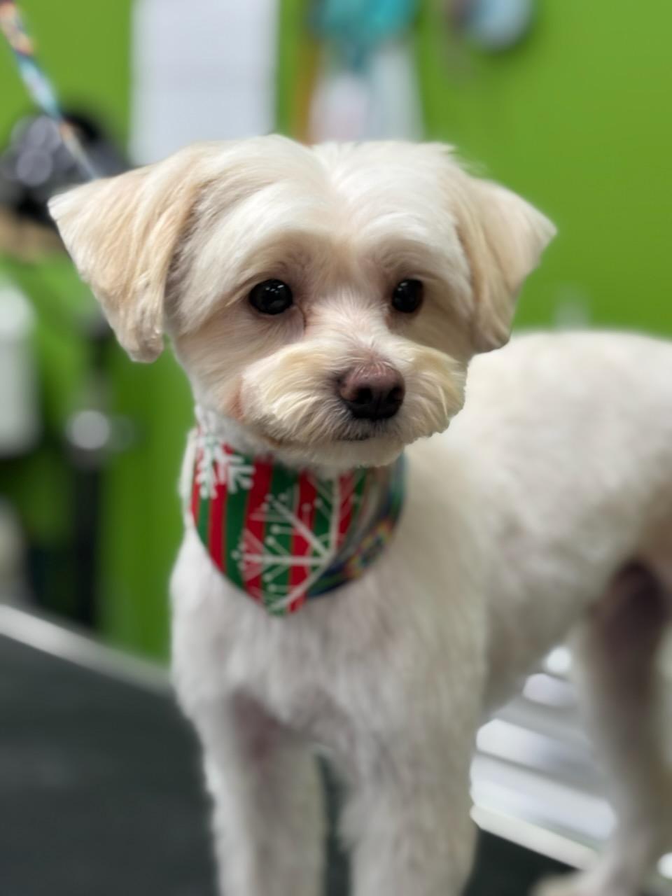 Enlarge Dodger, a Adoptable Mixed Breed in Cape Coral, FL image 2/3