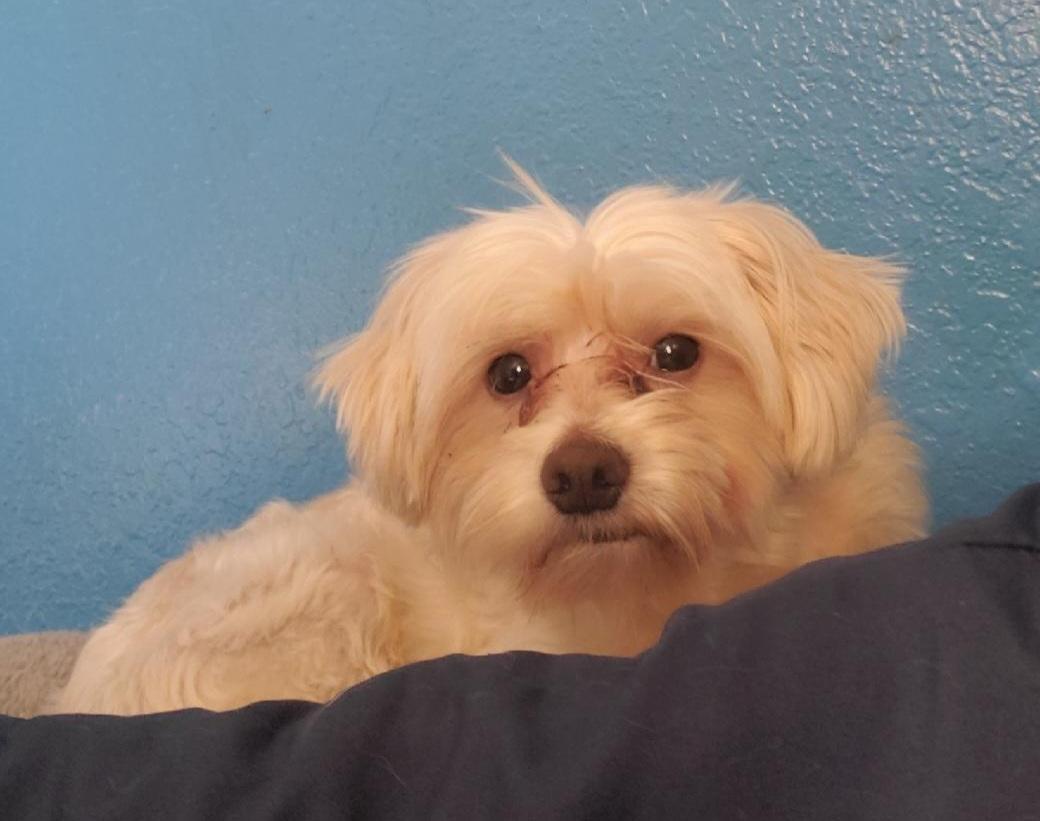 Enlarge Dodger, a Adoptable Mixed Breed image 1/1