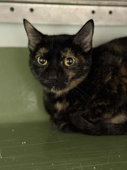 Dindon Rouge thumbnail 3