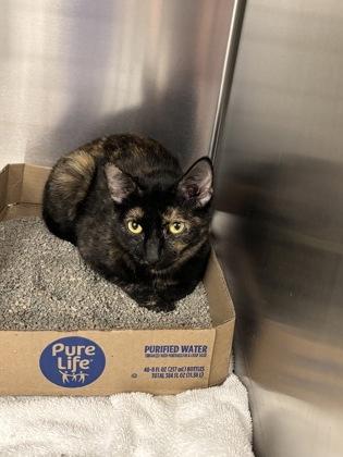 Dindon Rouge thumbnail 4