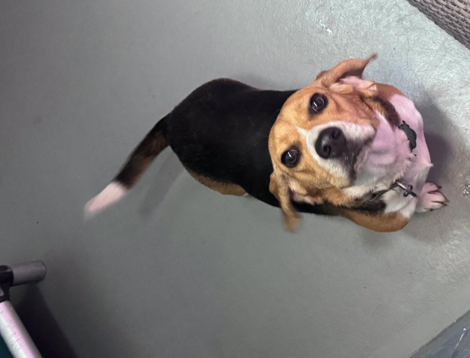 Hershey, Adopted, Young Male Beagle.