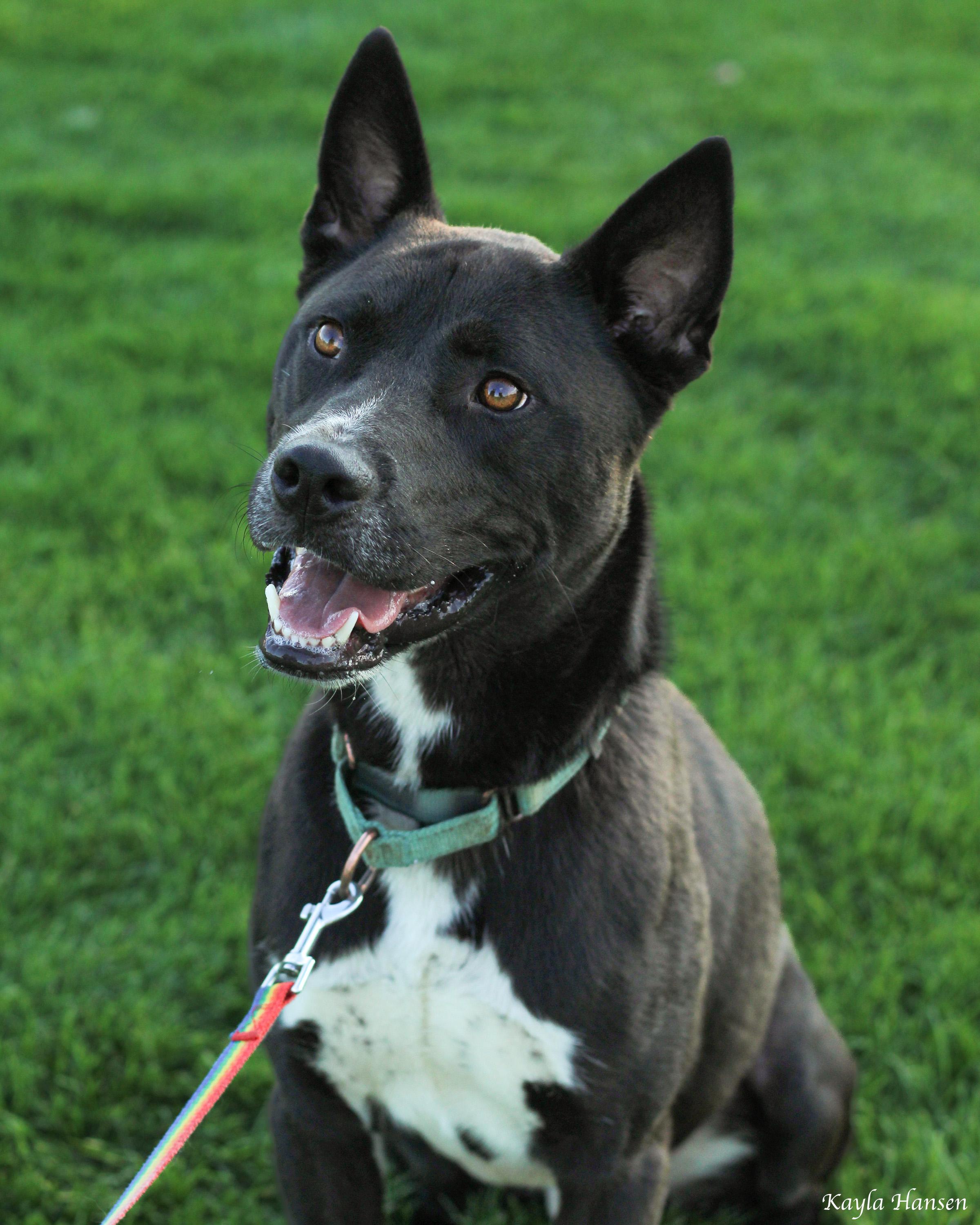 Tony Stark, adoptable, Adult Male Akita & Australian Cattle Dog / Blue Heeler.