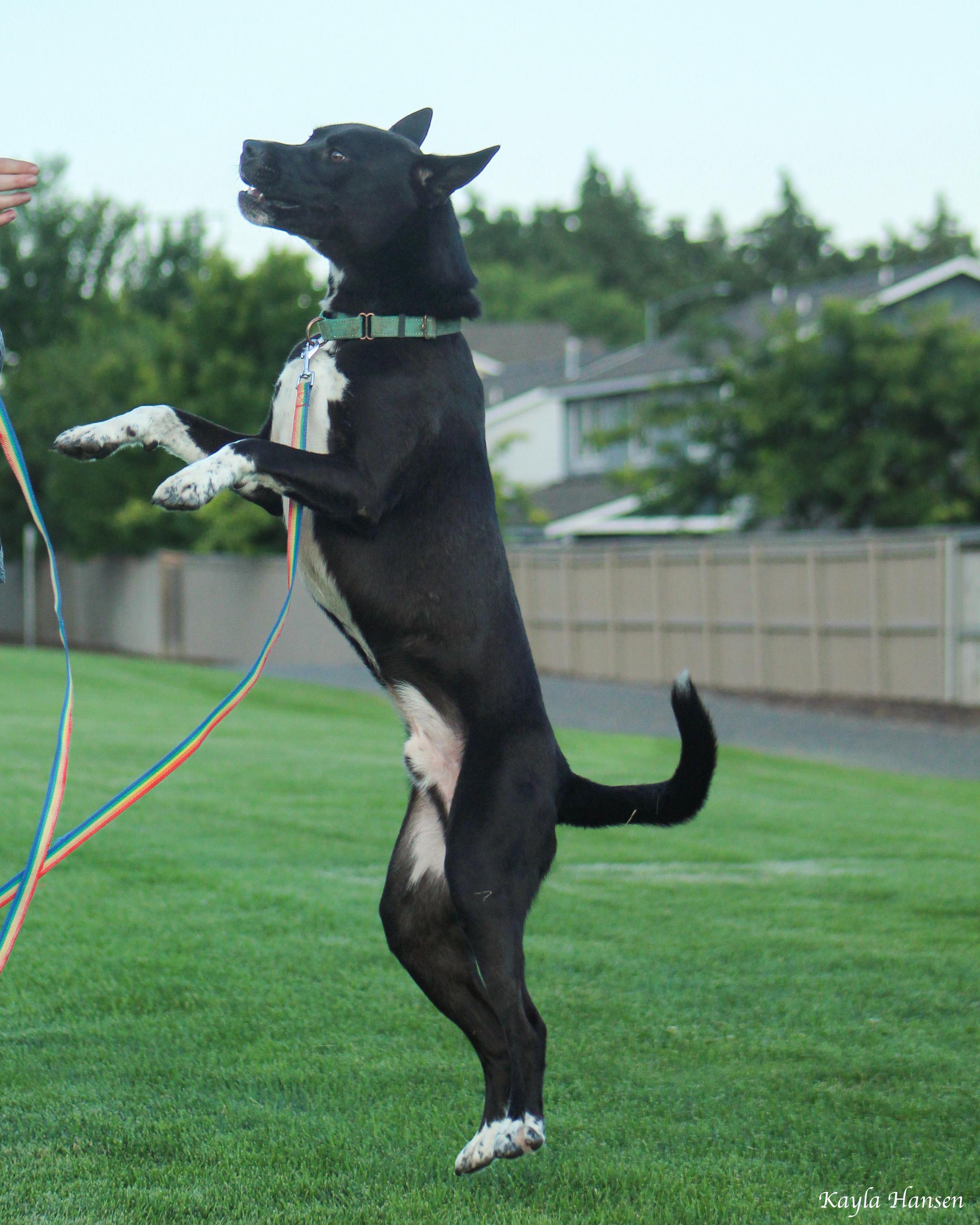 Tony Stark, an adoptable mixed breed in Seaside , OR image 5/6