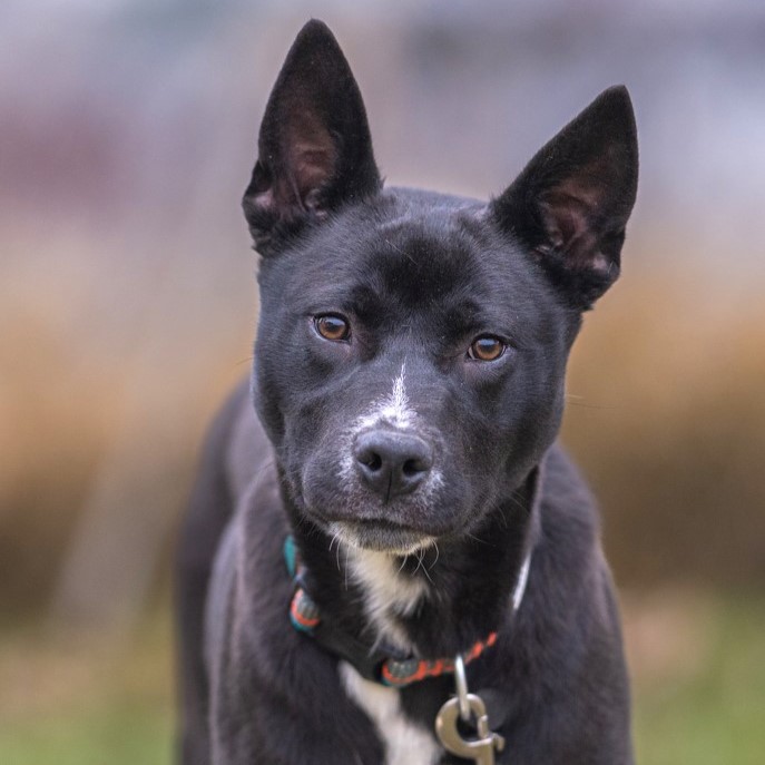 Tony Stark, Young Male Akita
