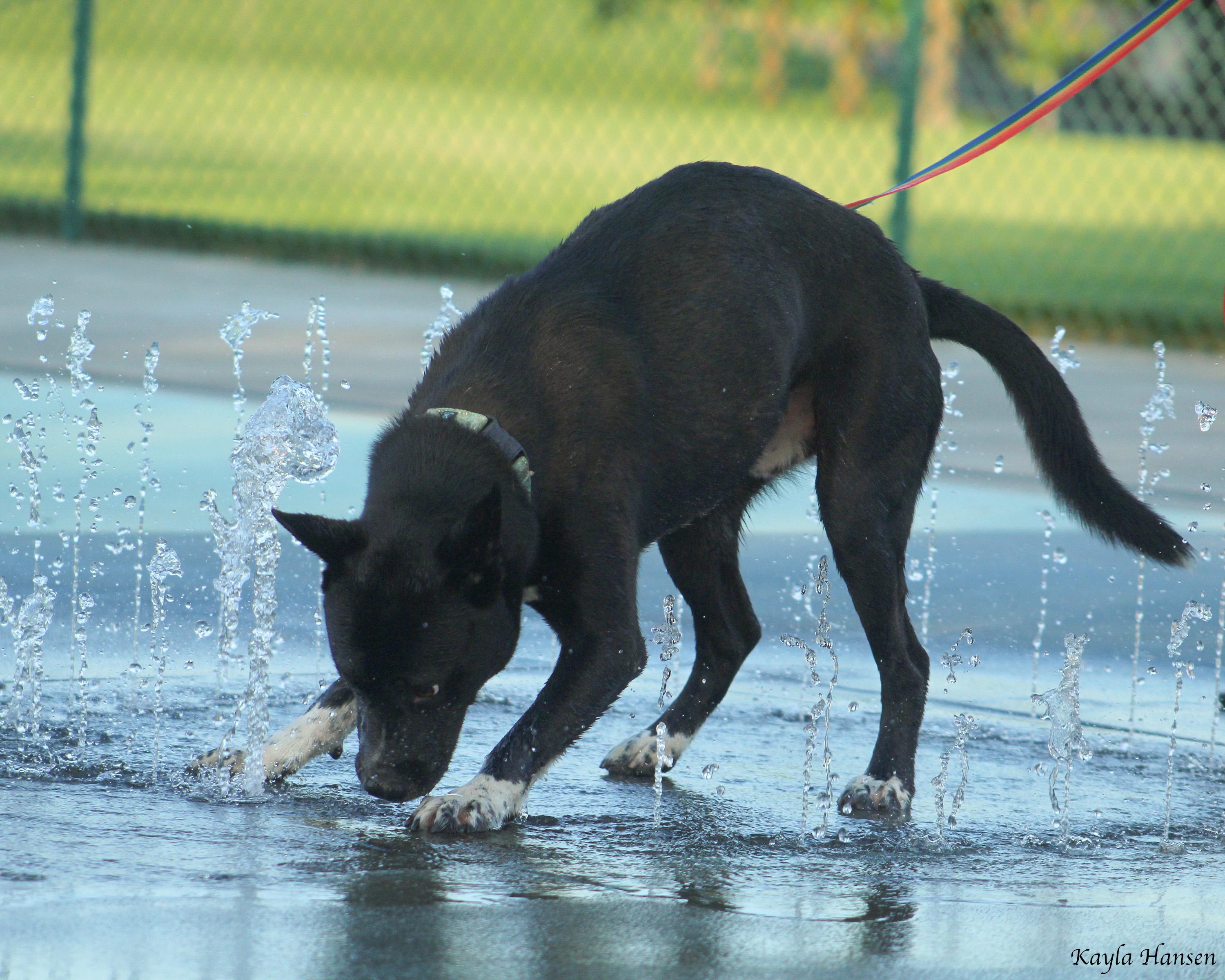 Tony Stark, an adoptable mixed breed in Seaside , OR image 6/6