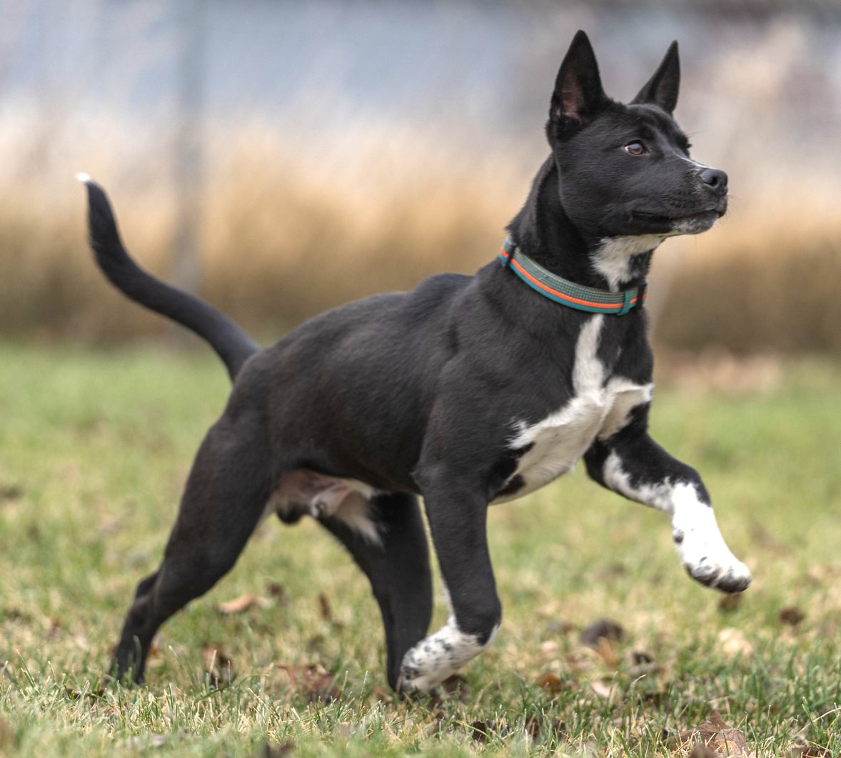 Tony Stark, an adoptable mixed breed in Seaside , OR image 4/6