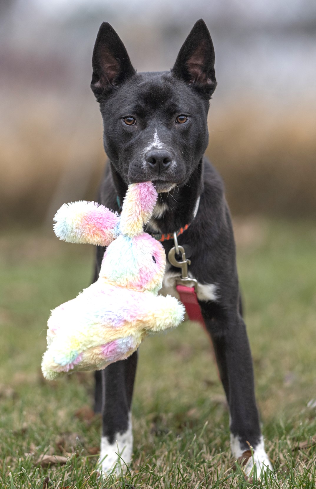 Tony Stark, an adoptable mixed breed in Seaside , OR image 3/6