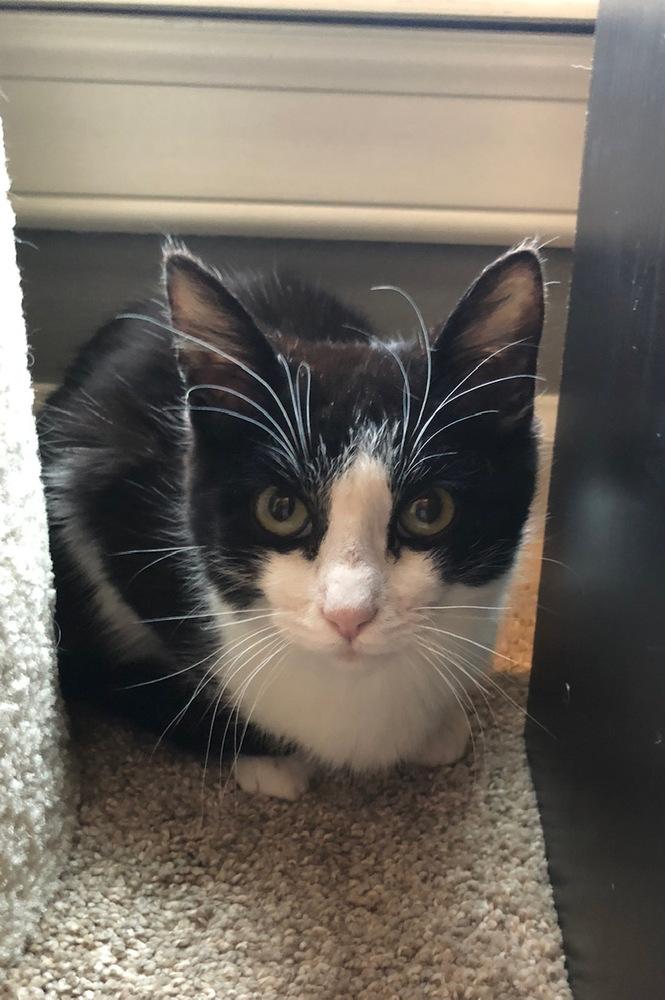 Jimbo, Adopted, Young Male Domestic Short Hair.