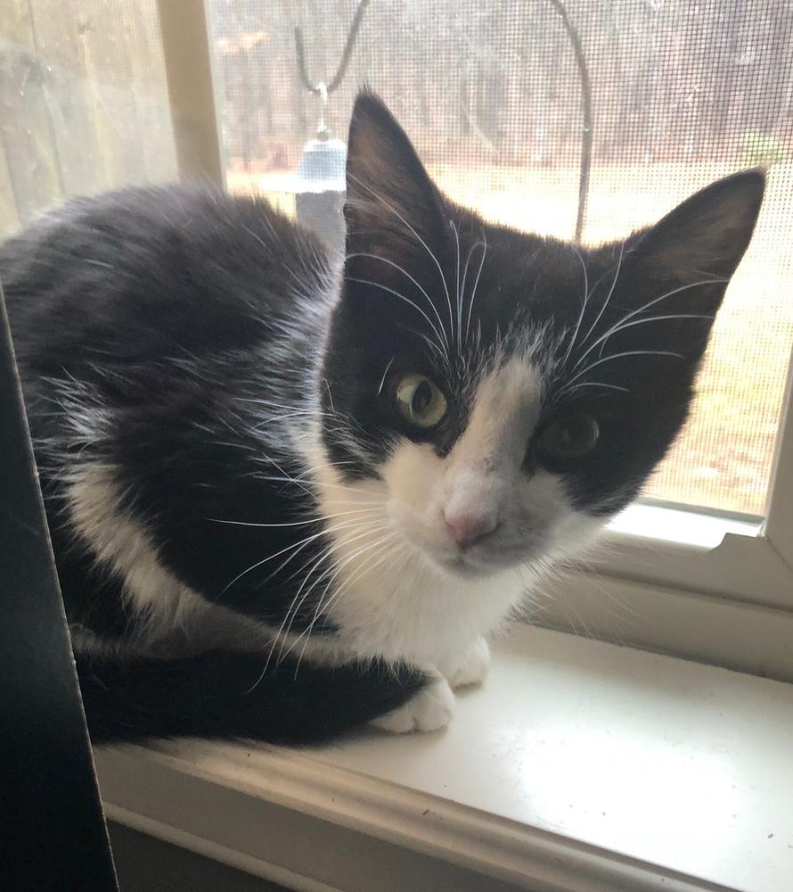 Enlarge Jimbo, a Adopted Domestic Short Hair in Little Rock, AR image 2/2