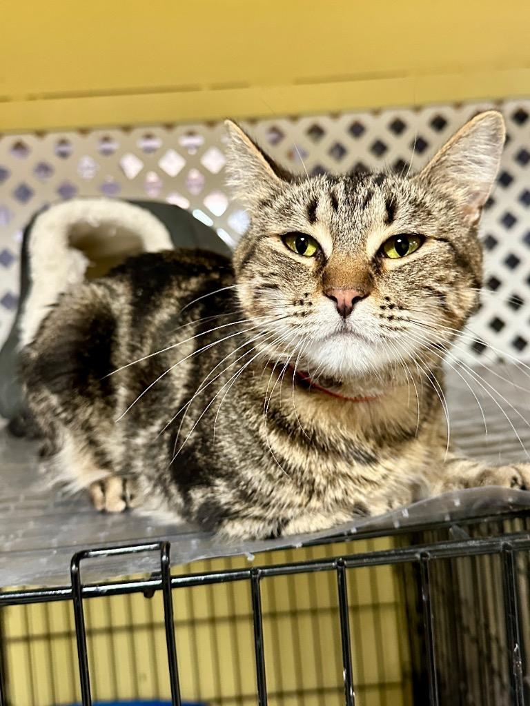 Meowie, Adoptable, Young Female Domestic Short Hair.