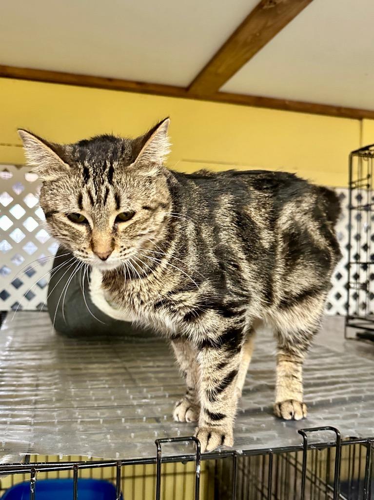 Meowie, a Adoptable mixed breed in Rice Lake, WI image 2/2