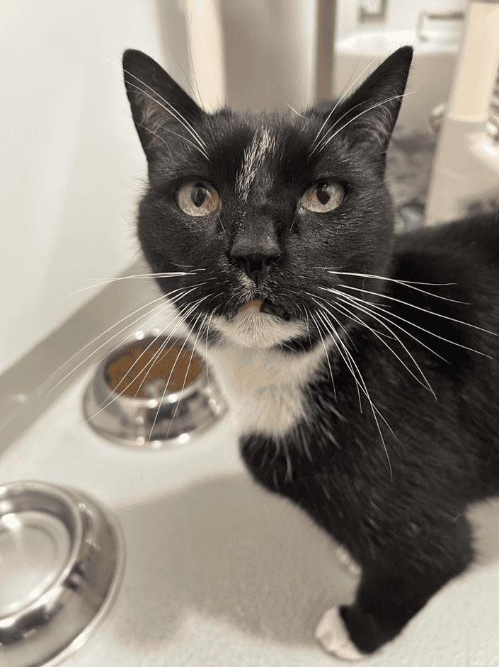 Charlotte & Pinceau, ADOPTABLE, Adult Female Domestic Medium Hair.