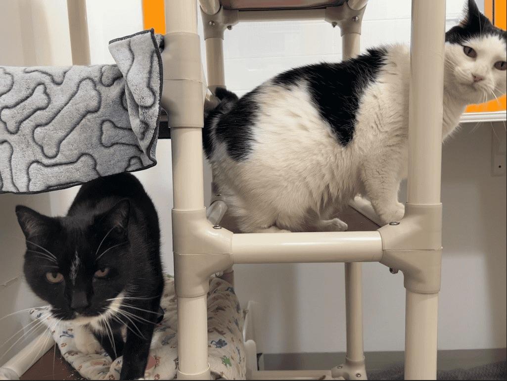 Enlarge Charlotte & Pinceau, a ADOPTABLE Domestic Medium Hair in Boucherville, QC image 2/6