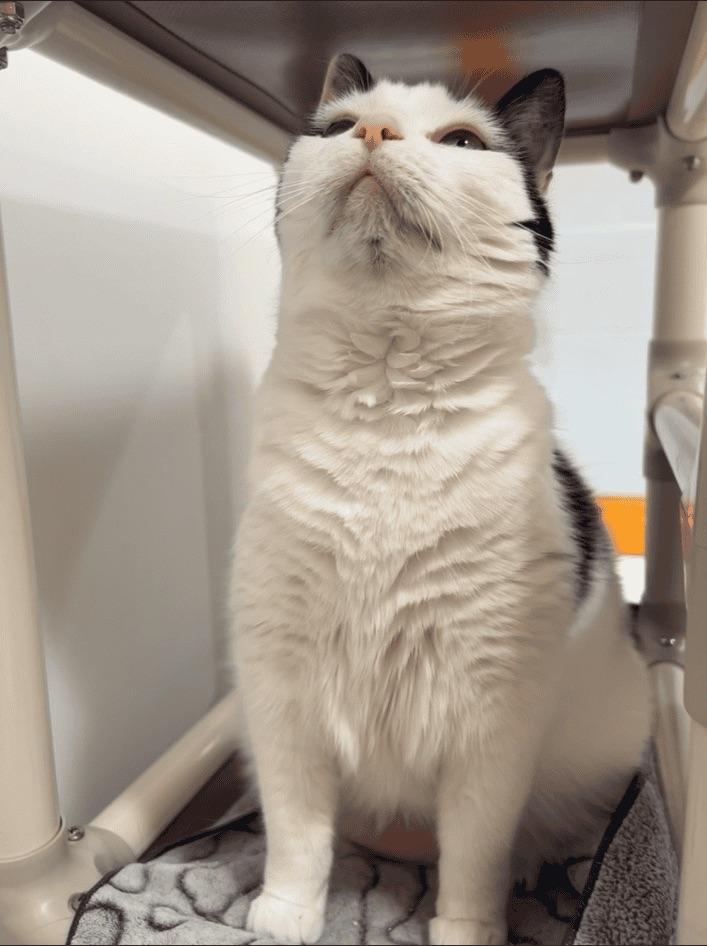 Enlarge Charlotte & Pinceau, a ADOPTABLE Domestic Medium Hair in Boucherville, QC image 3/6