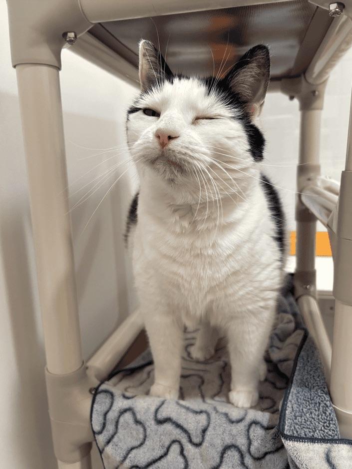 Enlarge Charlotte & Pinceau, a ADOPTABLE Domestic Medium Hair in Boucherville, QC image 5/6