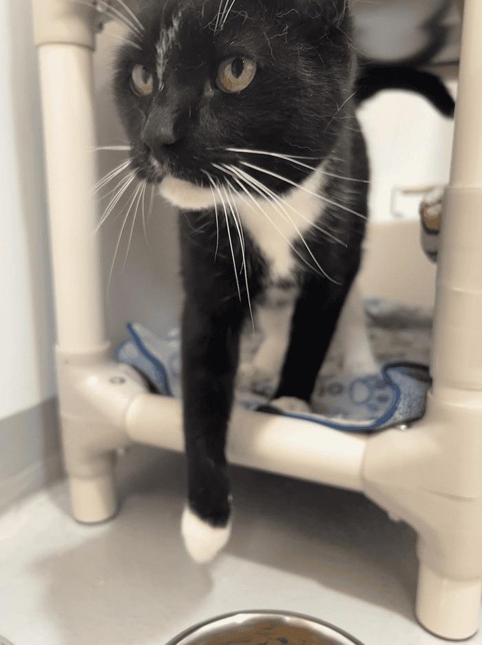 Enlarge Charlotte & Pinceau, a ADOPTABLE Domestic Medium Hair in Boucherville, QC image 6/6