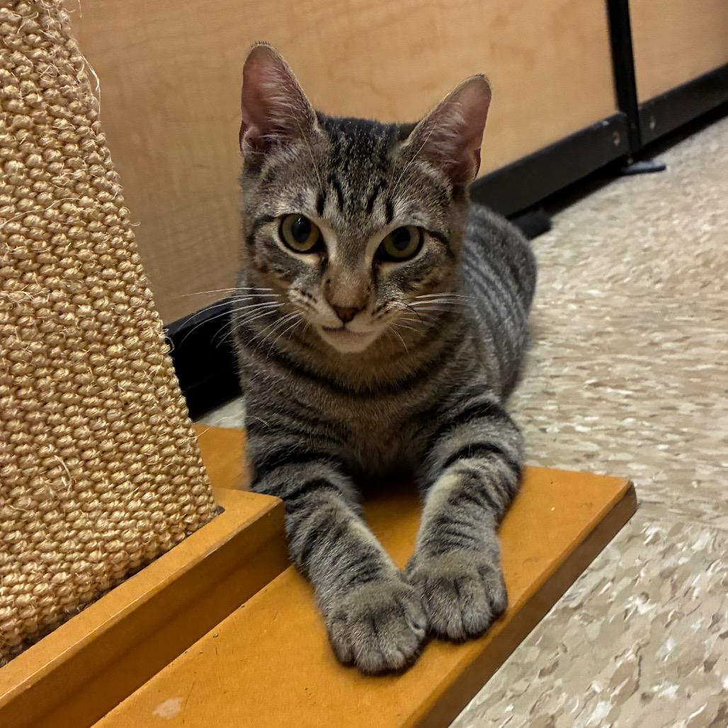 WATERMELON LIME SMASH'R, Adoptable, Kitten Male Domestic Short Hair.
