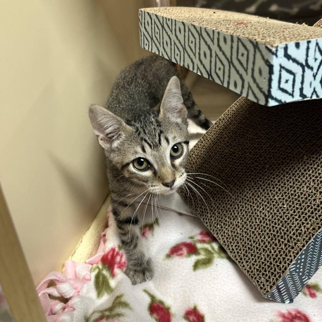 Enlarge WATERMELON LIME SMASH'R, a Adoptable Domestic Short Hair in Kyle, TX image 2/6