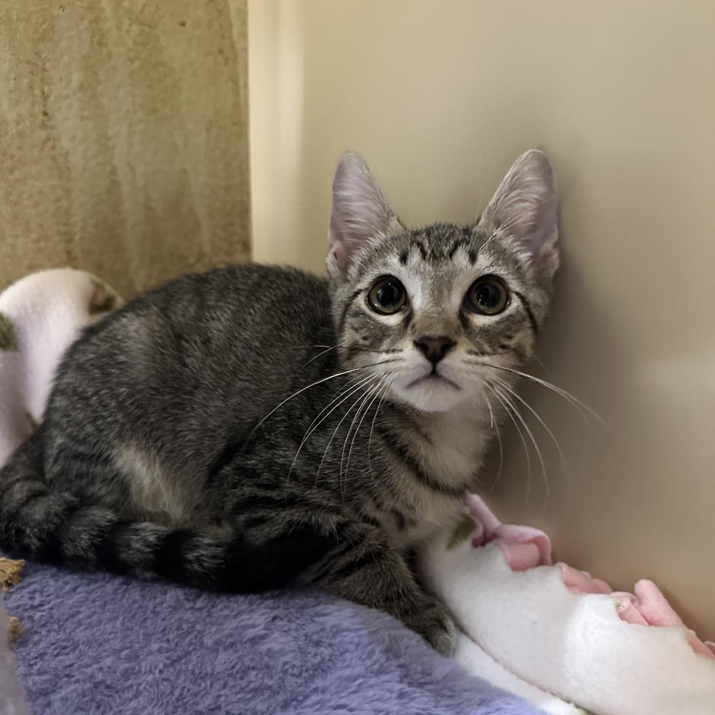 Enlarge WATERMELON LIME SMASH'R, a Adoptable Domestic Short Hair in Kyle, TX image 3/6