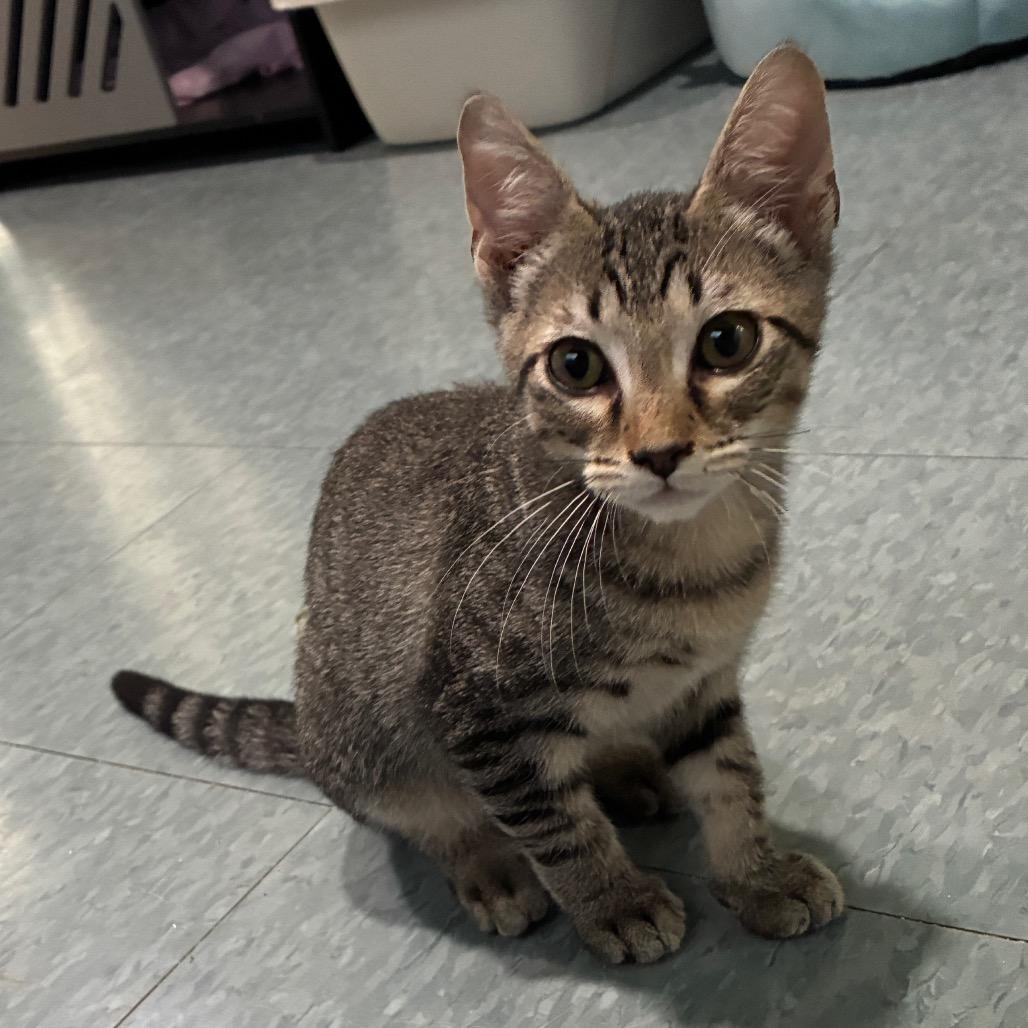 Enlarge WATERMELON LIME SMASH'R, a Adoptable Domestic Short Hair in Kyle, TX image 4/6
