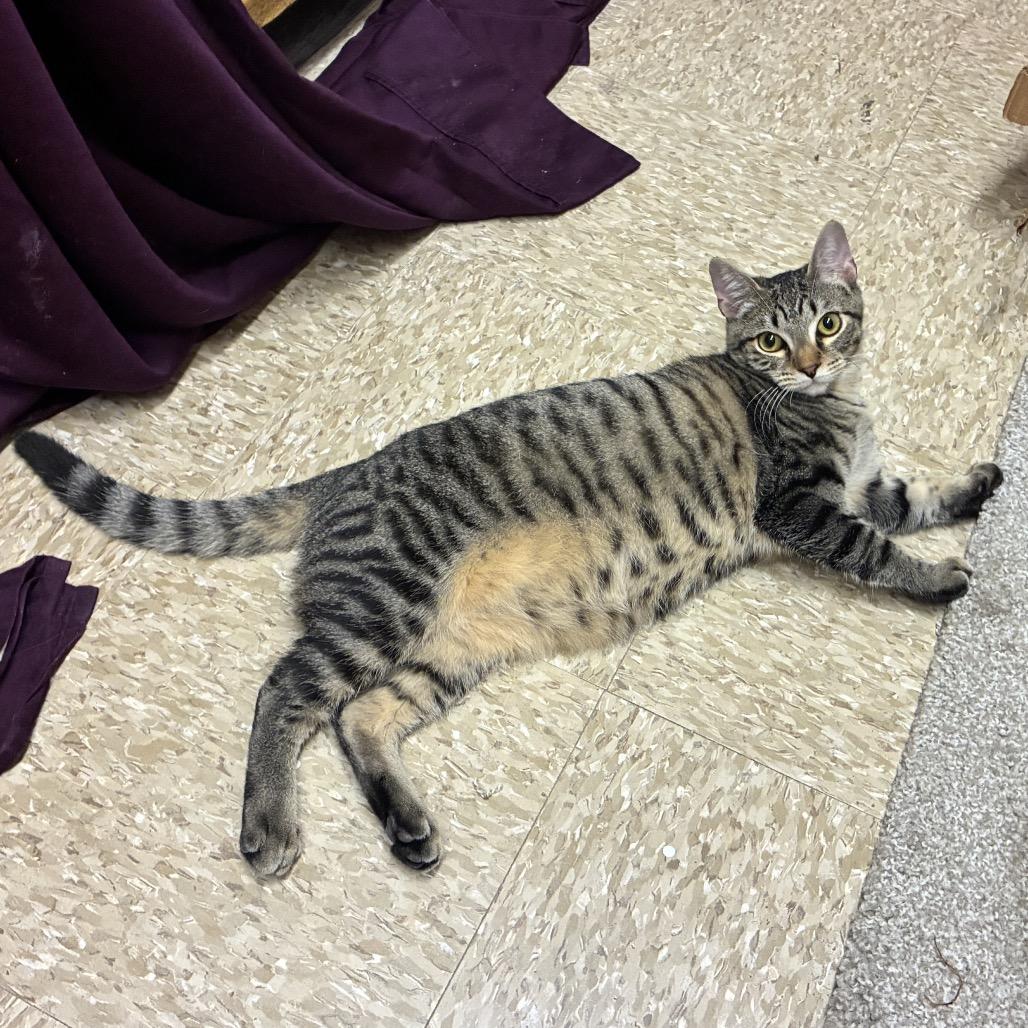 Enlarge WATERMELON LIME SMASH'R, a Adoptable Domestic Short Hair in Kyle, TX image 5/6