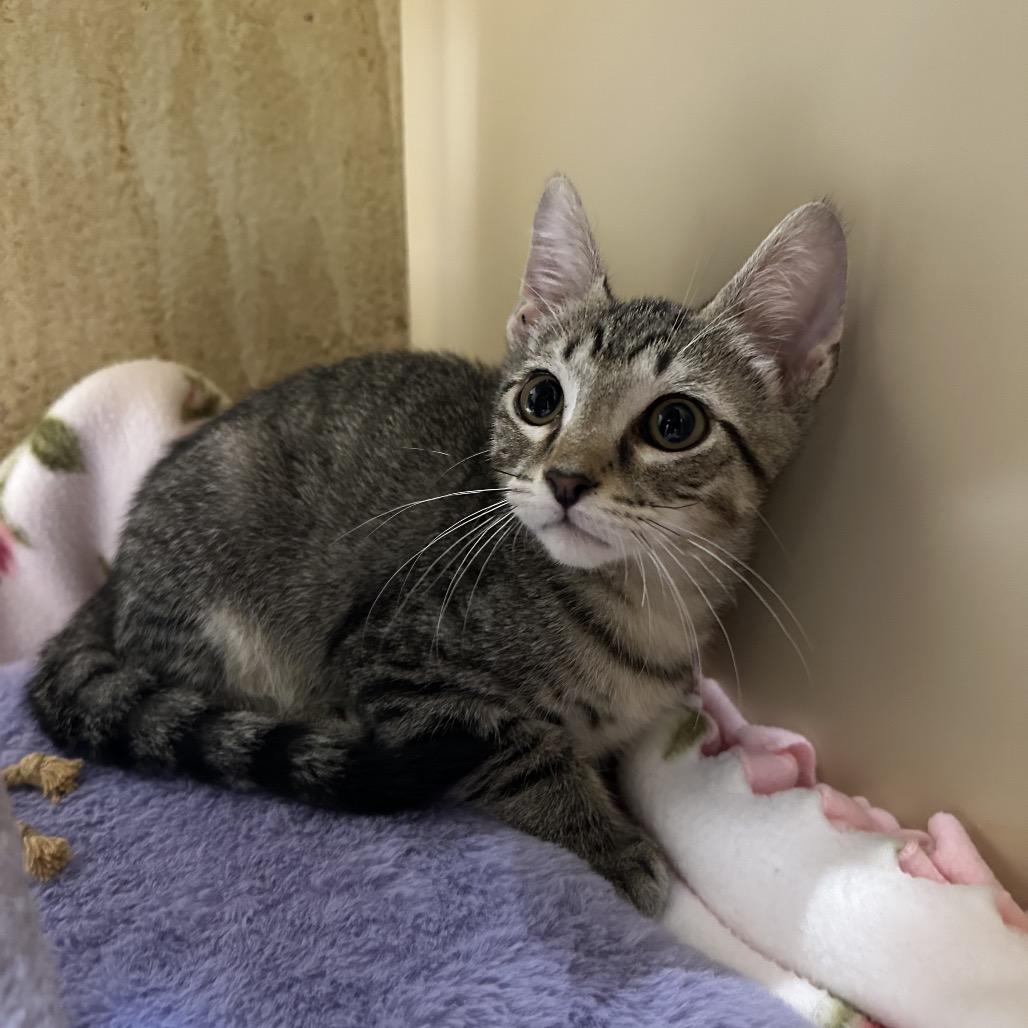 Enlarge WATERMELON LIME SMASH'R, a Adoptable Domestic Short Hair in Kyle, TX image 6/6