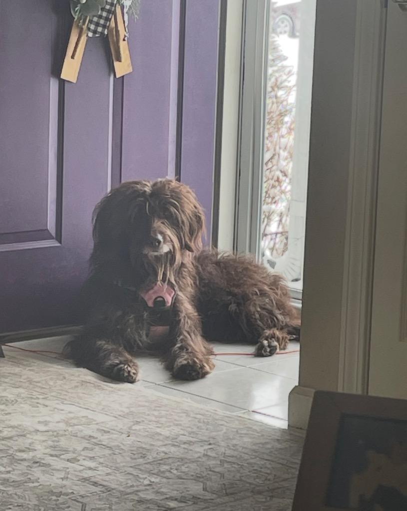 Cocoa, Adoptable, Adult Male Australian Shepherd & Poodle.