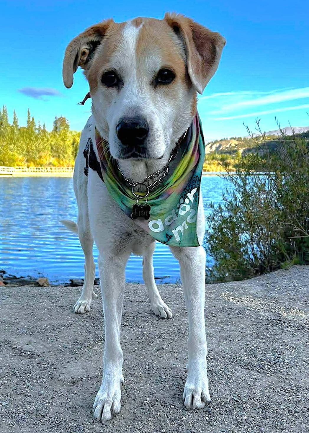 Enlarge Paws, a Adopted mixed breed in Fairplay, CO image 1/6