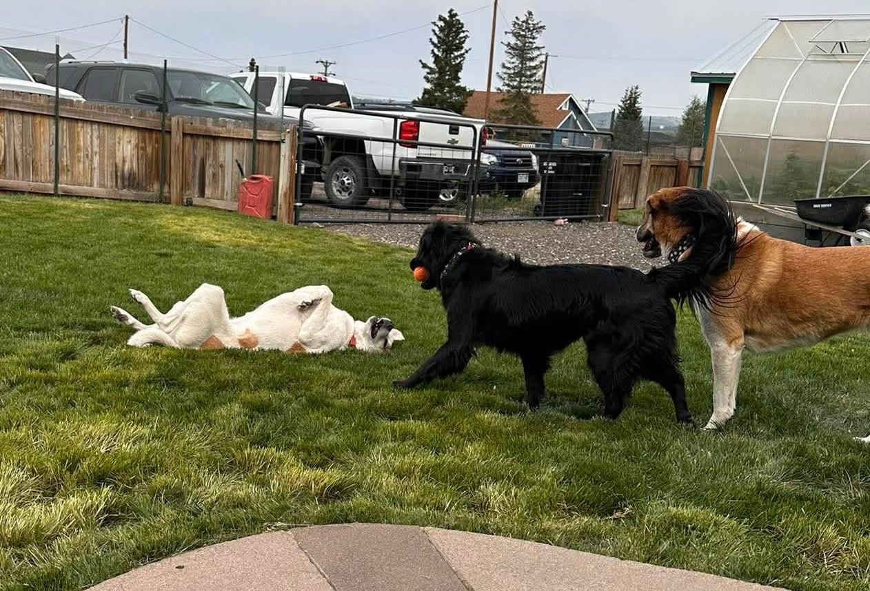 Enlarge Paws, a Adopted mixed breed in Fairplay, CO image 3/6